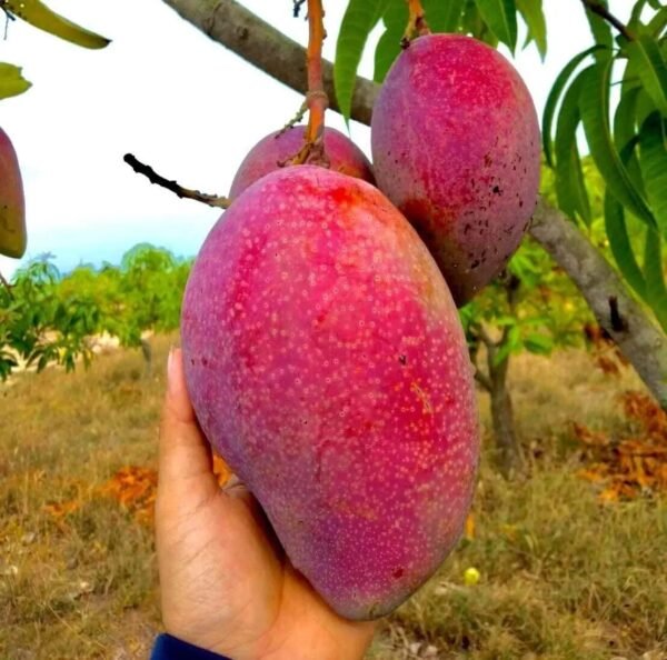 നാം ടോക്മായ് റെഡ് (BIG)