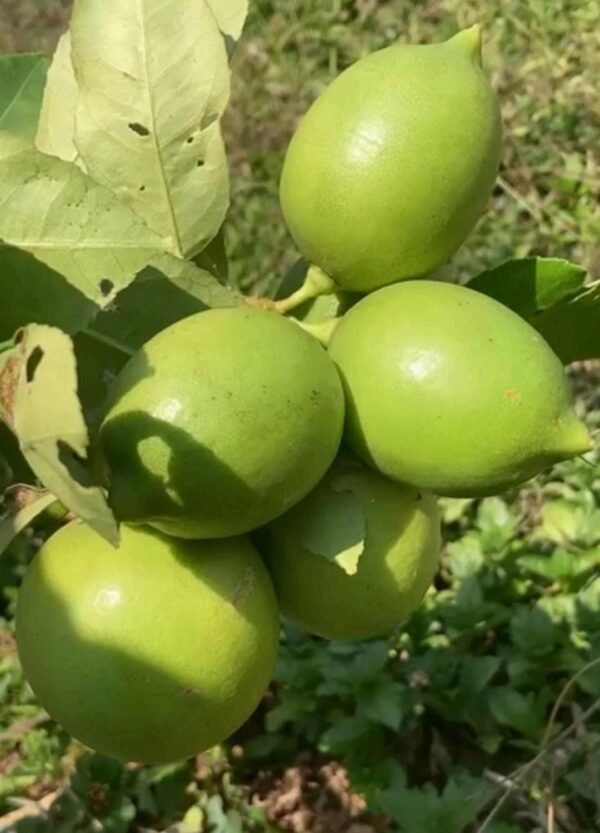 സീഡ്‌ലെസ്സ് ലെമൺ ( BIG)