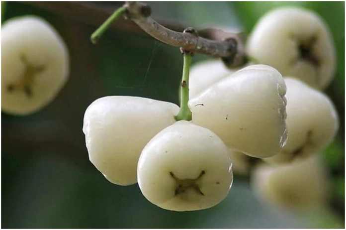 White-Jamun-Benefits